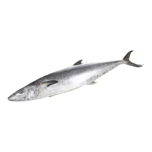 KINGFISH WHOLE