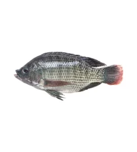 TILAPIA WHOLE MEDIUM CLEAN