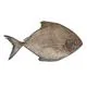 BLACK POMFRET INDIAN