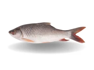 FORZEN ROHU