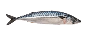 MACKEREL WHOLE