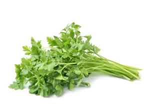 CORIANDER