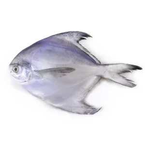 WHITE POMPFRET INDIAN